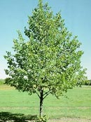 Trees Plus Trees locally grows and sells American Linden trees from their nursery in New Prague, MN.