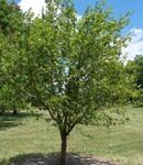 Trees Plus Trees locally grows and sells Amur Chokecherry trees from their nursery in New Prague, MN.