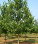 Trees Plus Trees locally grows and sells Autumn Blaze trees from their nursery in New Prague, MN.