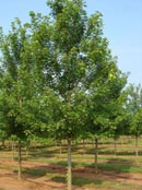 Trees Plus Trees locally grows and sells Autumn Blaze trees from their nursery in New Prague, MN.