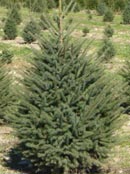 Trees Plus Trees locally grows and sells Black Hills Spruce trees from their nursery in New Prague, MN.