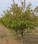 Trees Plus Trees locally grows and sells Donald Wyman trees from their nursery in New Prague, MN.