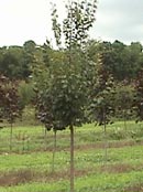 Trees Plus Trees locally grows and sells Greenspire Linden trees from their nursery in New Prague, MN.