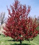 Trees Plus Trees locally grows and sells Red Splendor Crab trees from their nursery in New Prague, MN.