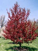 Trees Plus Trees locally grows and sells Red Splendor Crab trees from their nursery in New Prague, MN.