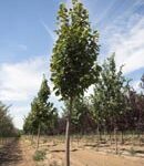 Trees Plus Trees locally grows and sells Redmond Linden trees from their nursery in New Prague, MN.