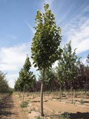 Trees Plus Trees locally grows and sells Redmond Linden trees from their nursery in New Prague, MN.