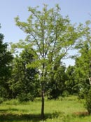 Trees Plus Trees locally grows and sells Skyline Locust trees from their nursery in New Prague, MN.