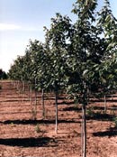 Trees Plus Trees locally grows and sells Sugar Maple trees from their nursery in New Prague, MN.