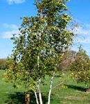 Trees Plus Trees locally grows and sells Whitespire Birch trees from their nursery in New Prague, MN.